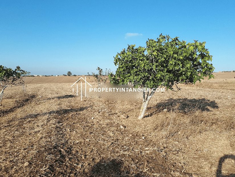 Purchase a farm in Achakar, Tangier 2023