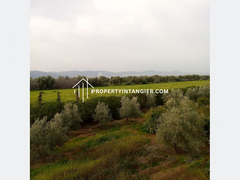 Farm to purchase in Manar. Large area 11000 m².