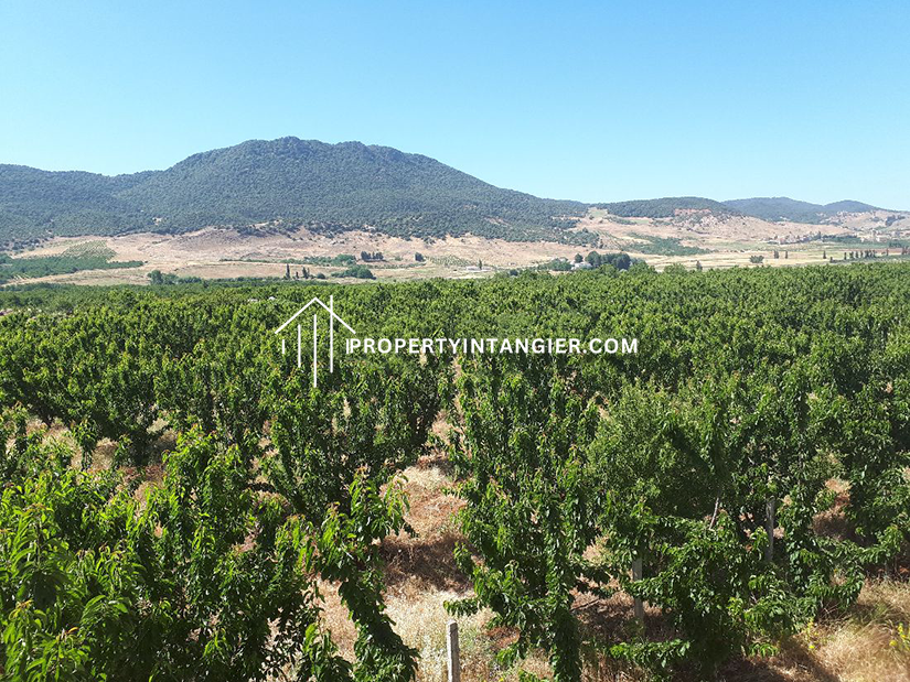Nice farm for sale in Sebt Zinat, Tangier 2023