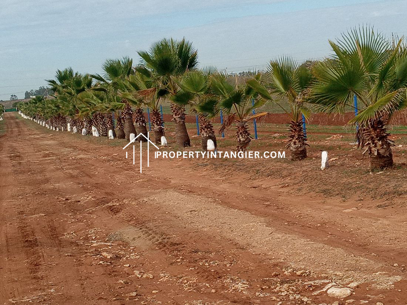 Nice farm for sale in Malabata, Tangier. Total area 70000 m²