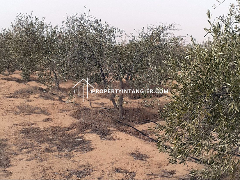 Farm to purchase in Sebt Zinat, Tangier 2023