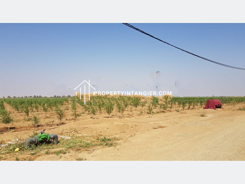 Purchase a farm in Harhoura, Tangier 2023