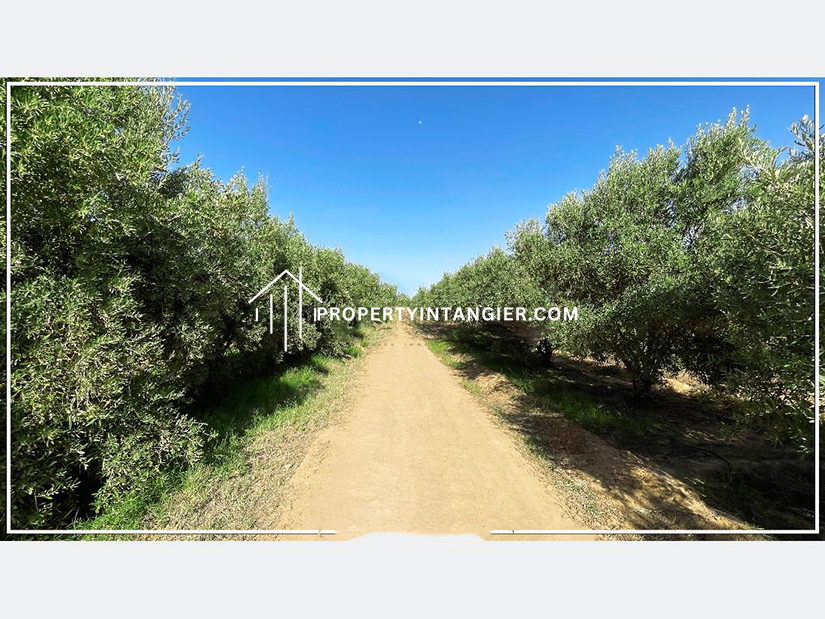 Find your farm to buy in Route d’Agadir 2023
