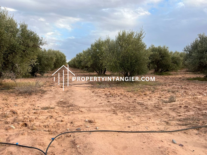 Buy a farm in Manar. Area 25000 m²