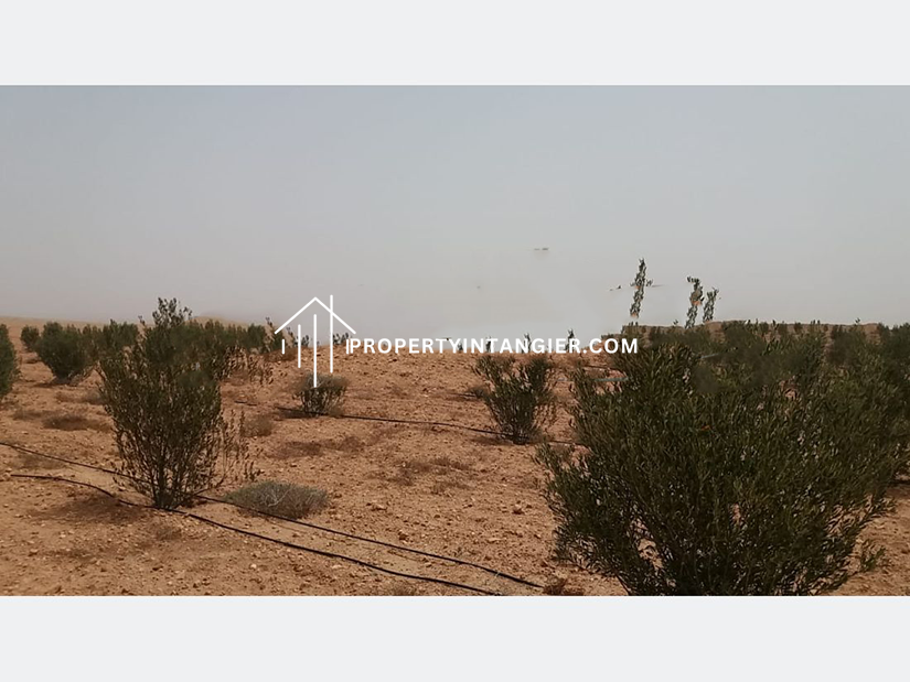 Buy a farm in Sebt Zinat, Tangier 2023