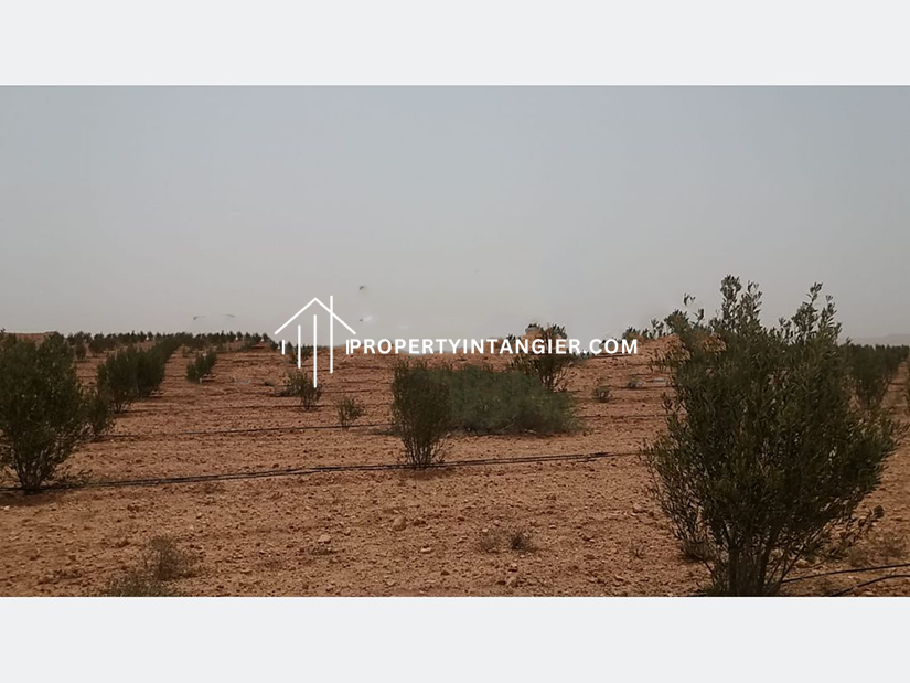 Buy a farm in Sebt Zinat, Tangier 2023