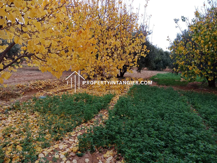 Large farm for sale Sebt Zinat, Tangier 2023
