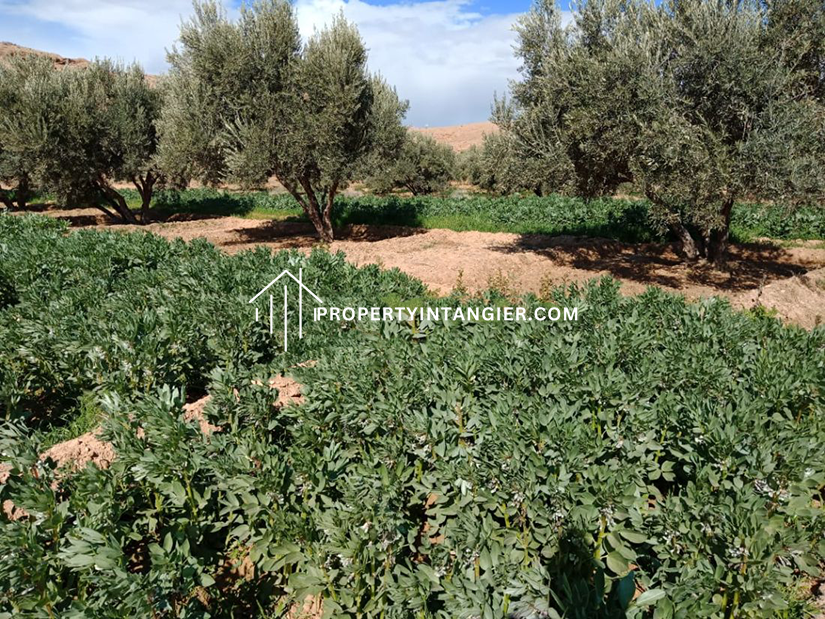 Large farm for sale Sebt Zinat, Tangier 2023