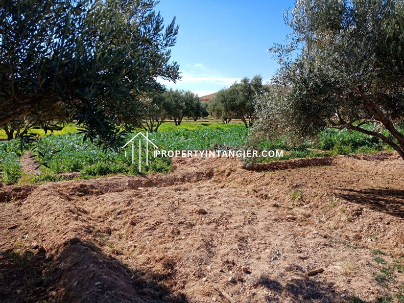 Large farm for sale Sebt Zinat, Tangier 2023