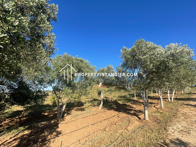 Farmland to buy in Sebt Zinat, Tangier 2023