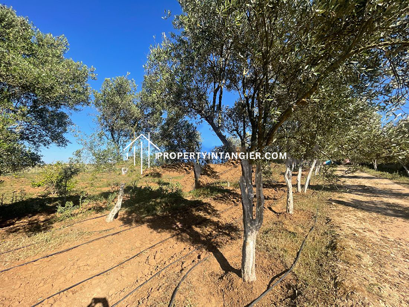 Farm to purchase in Sebt Zinat, Tangier 2023