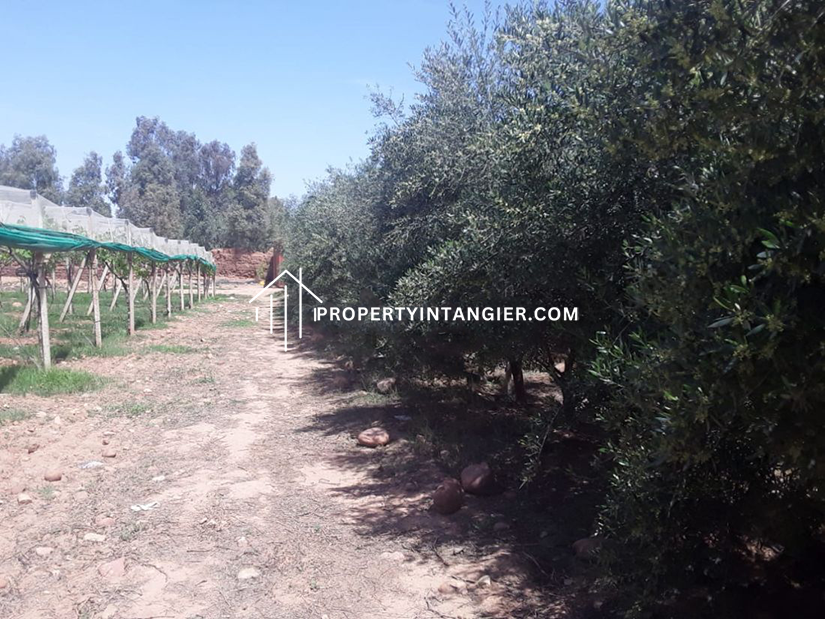 Buy a farm in Iberia, Tangier 2023