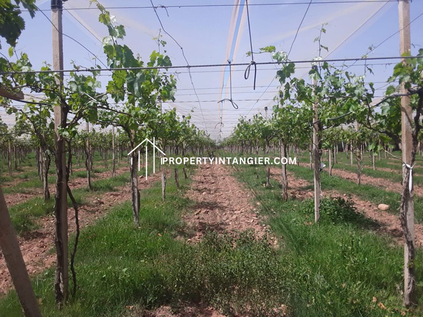 Buy a farm in Iberia, Tangier 2023
