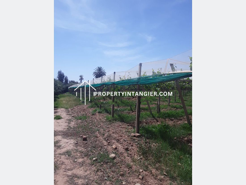 Buy a farm in Iberia, Tangier 2023