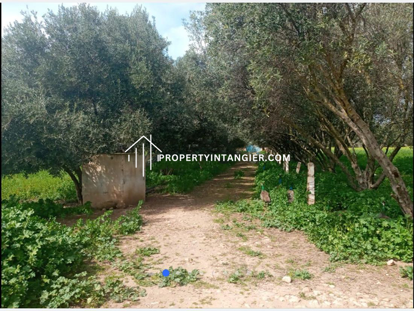 Ferme agricole à Berrechid 1.72 Ha ضيعة فلاحية