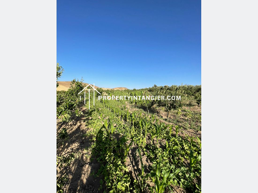 Nice farm for sale in Iberia, Tangier 2023