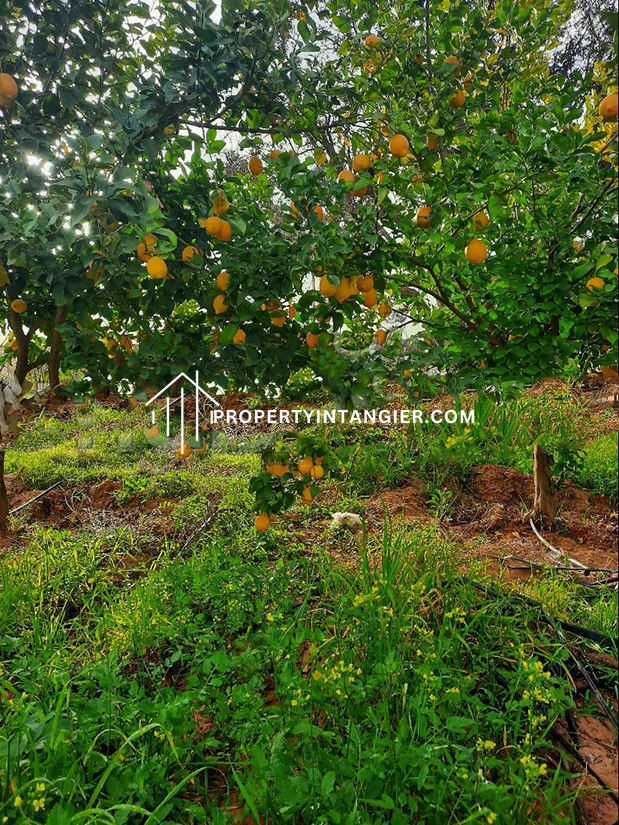 Nice farm for sale Ouad Daylan, Tangier 2023