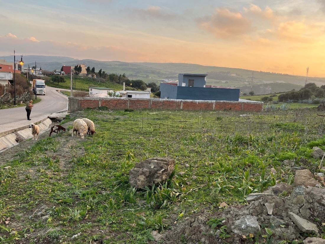 Farm to buy in Manar, Tangier 2023