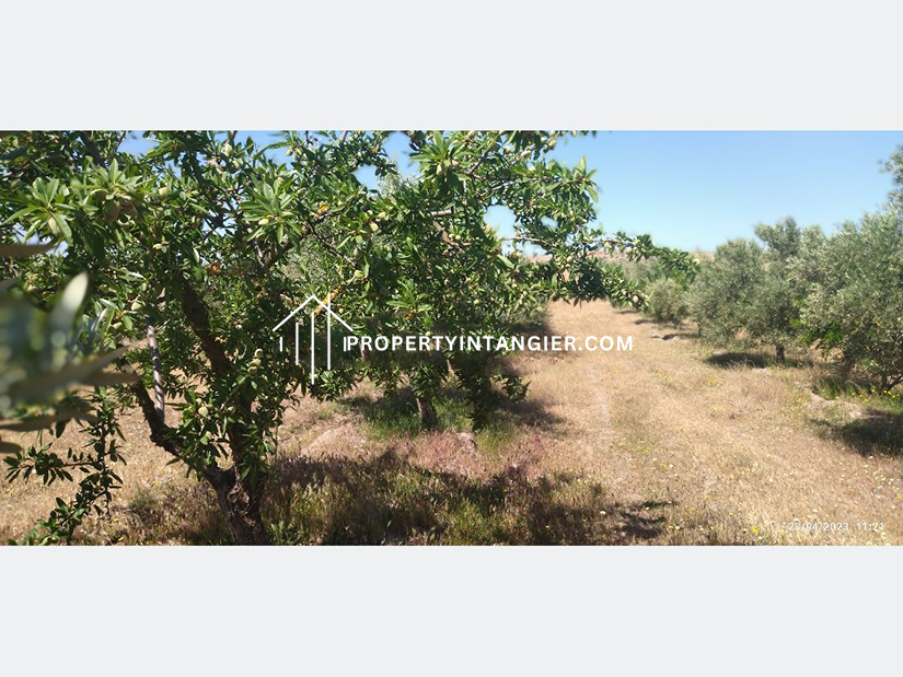 Nice farm for sale in Iberia, Tangier 2023