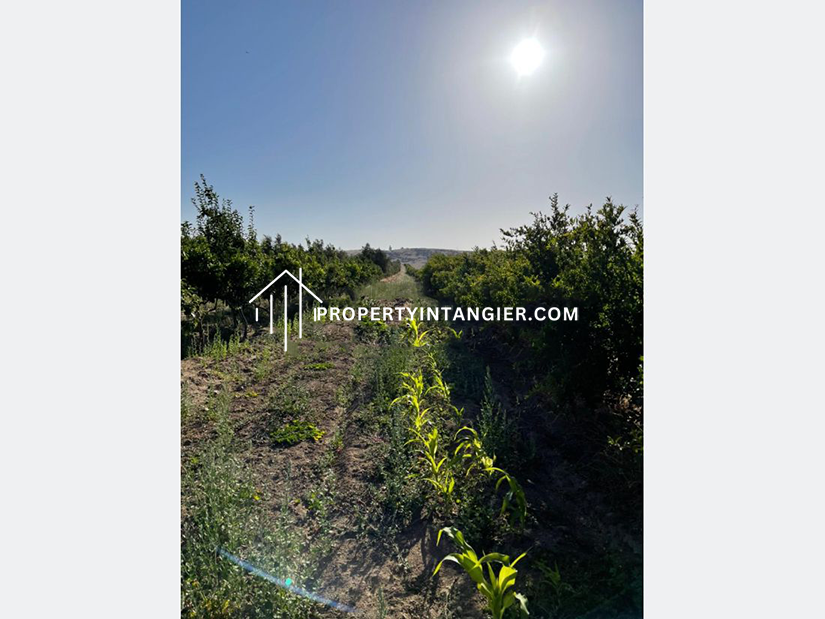 Small farm for sale in Harhoura, Tangier 2023