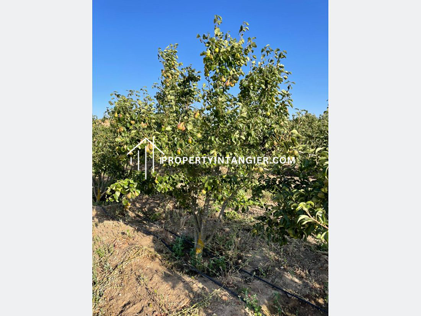 Small farm for sale in Harhoura, Tangier 2023
