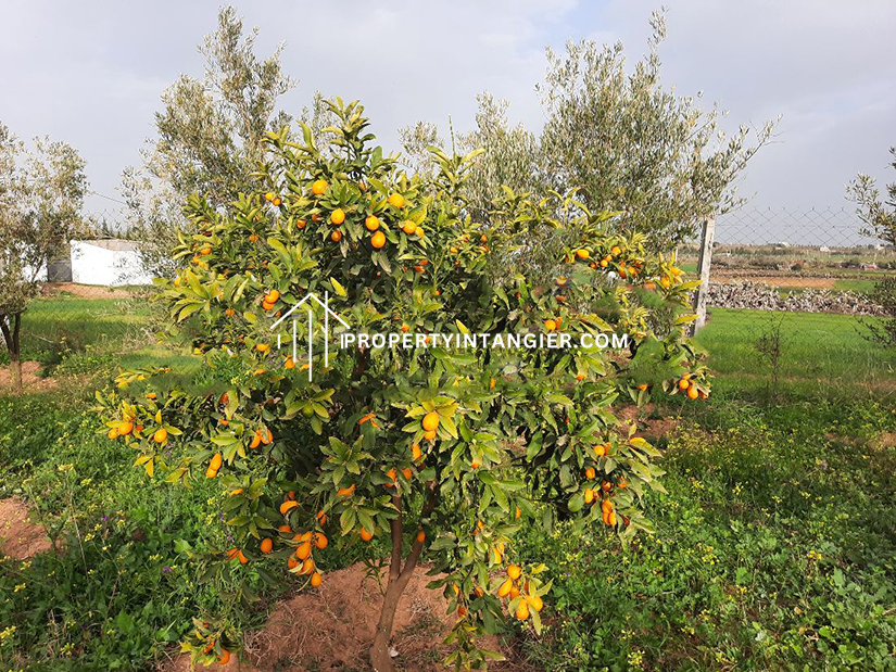 Nice farm for sale Ouad Daylan, Tangier 2023