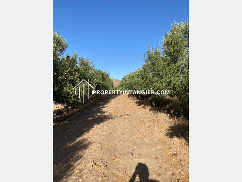 Nice farm for sale in Iberia, Tangier 2023