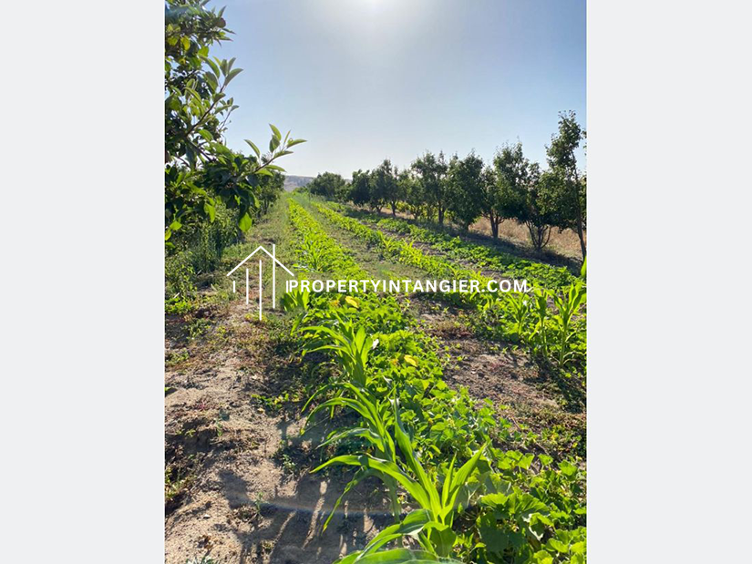 Nice farm for sale in Iberia, Tangier 2023