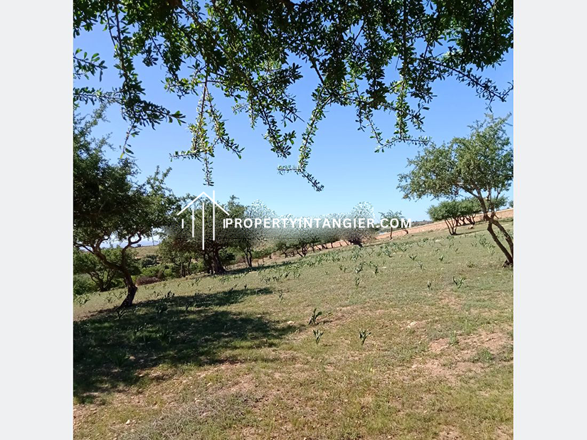 Nice farms for sale in Achakar, Tangier 2023