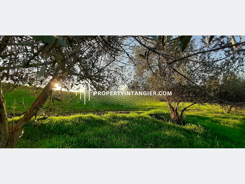 Farmland to buy in Achakar, Tangier 2023