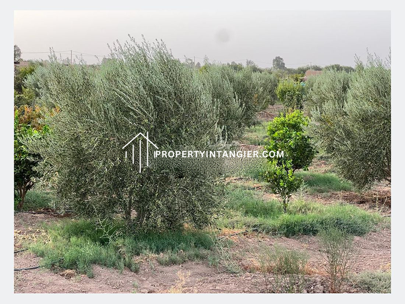Farm to buy in Achakar Tangier 2023
