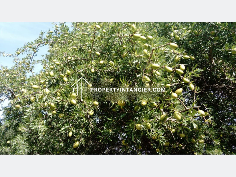 Nice farms for sale in Achakar, Tangier 2023