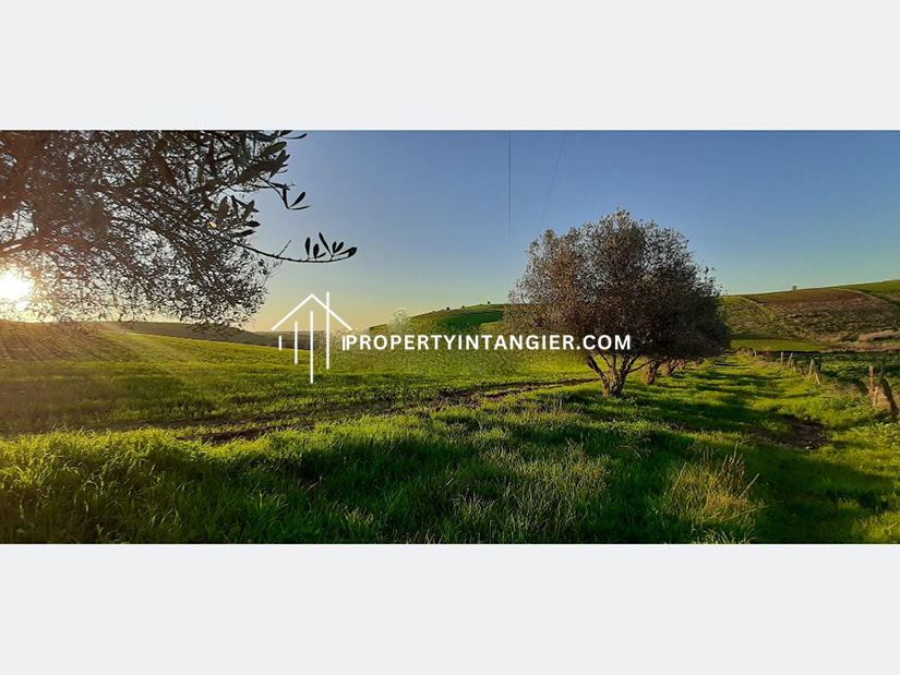 Farmland to buy in Achakar, Tangier 2023