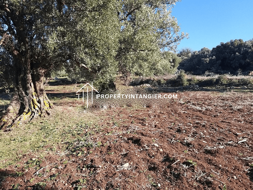 Farm for sale in Ain Lahcen, Tangier 2023